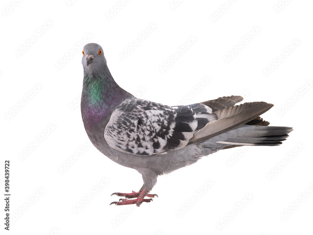 beautiful gray pigeon isolated on white background beautiful gray pigeon isolated on white background
