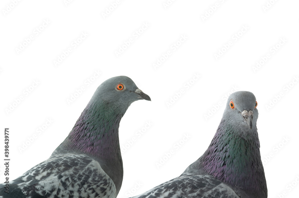 portrait of pigeons isolated on white background portrait of pigeons isolated on white background