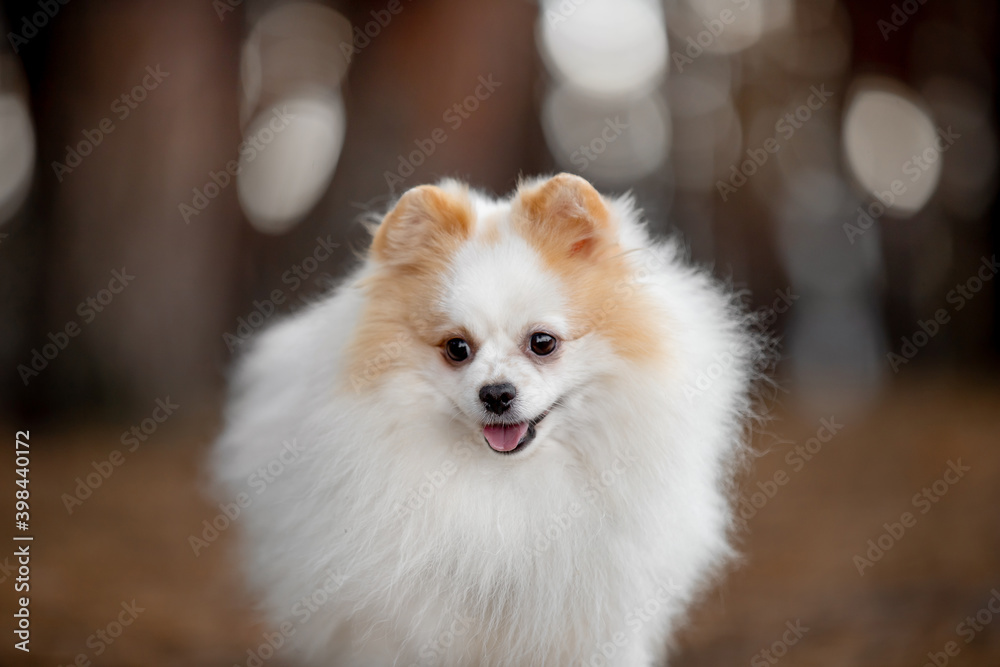 Beautiful dog Spitz breed in the autumn forest Beautiful dog Spitz breed in the autumn forest