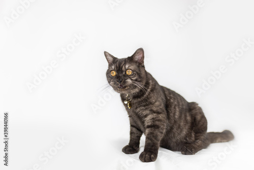 Black adorable kitten on white background looks curiously around. Little black kitten with round yellow eyes. Close up portrait of a young felines 