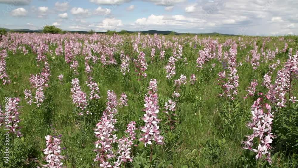 Beautiful flowers in the springtime (Dictamnus albus) Beautiful flowers in the springtime (Dictamnus albus)