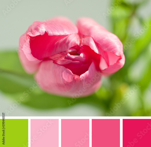 Top view beautiful blossom of pink cyclamen Tulip flower (Tulipa, Liliaceae, Lilieae). Color palette swatches, bright contrast and pastel fresh fashion trends in color combination, inspired by nature.