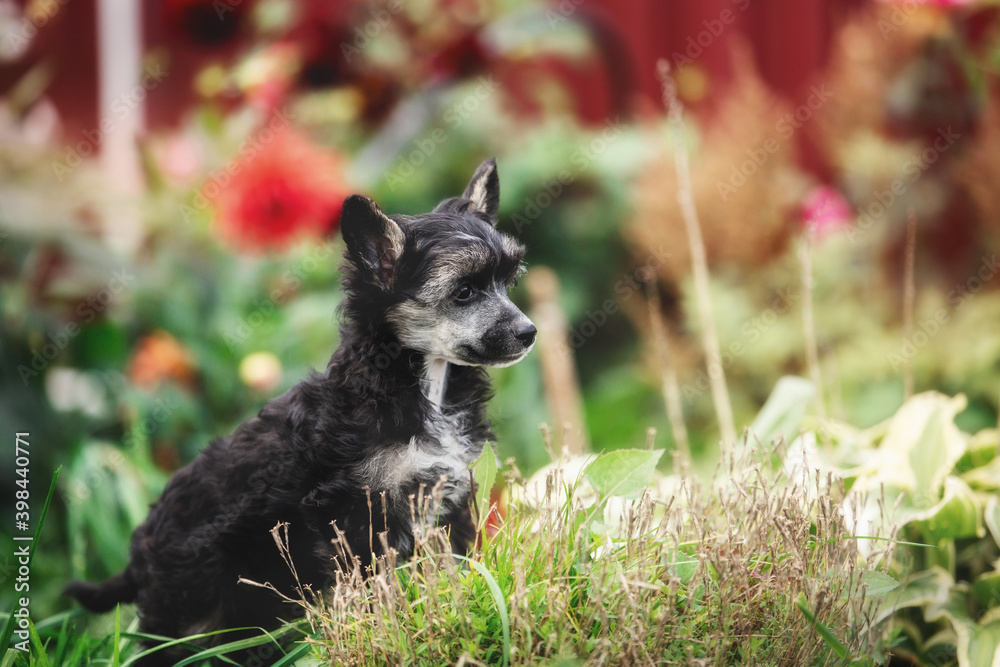 Portrait of cute black powderpuff chinese crested dog in tha yard. Image of lovely fluffy puppy