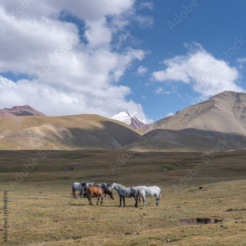 Horses in Sary Tash valley, Kyrgyzstan with snow-capped Trans Alay mountain range background along high altitude Pamir Highway near Tajikistan border