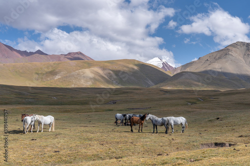 Horses in the meadows of Sary Tash valley, Kyrgyzstan with snow-capped Trans-Alay mountain range background along the high-altitude Pamir Highway near Tajikistan border