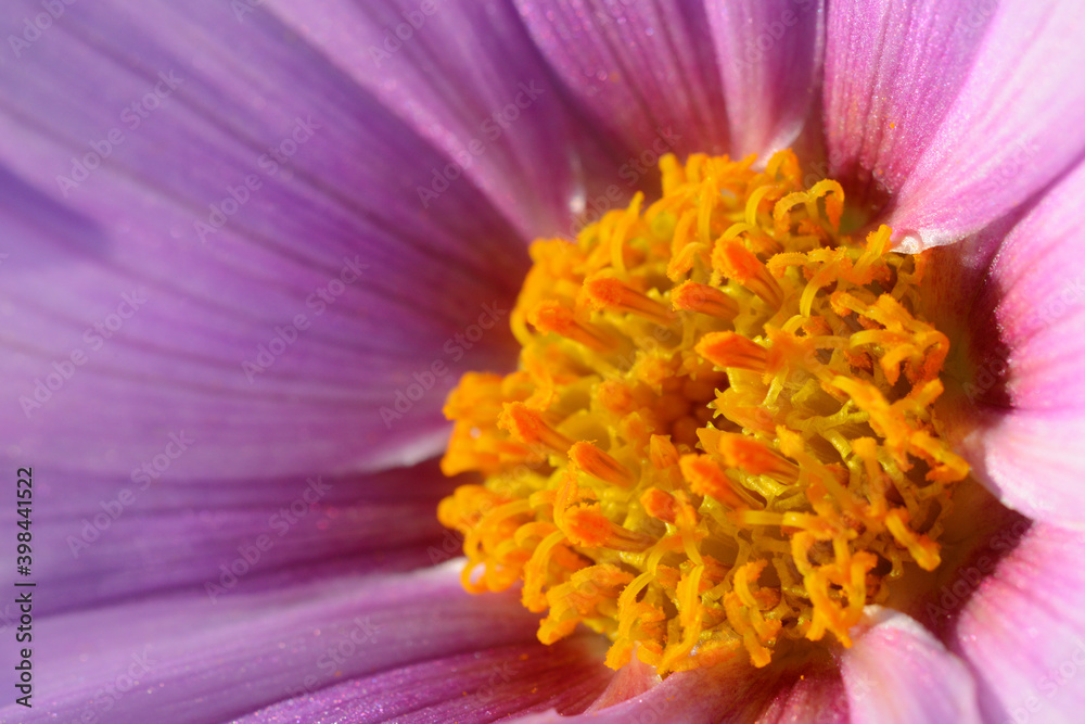 Close up of central part of Dahlia imperialis Close up of central part of Dahlia imperialis
