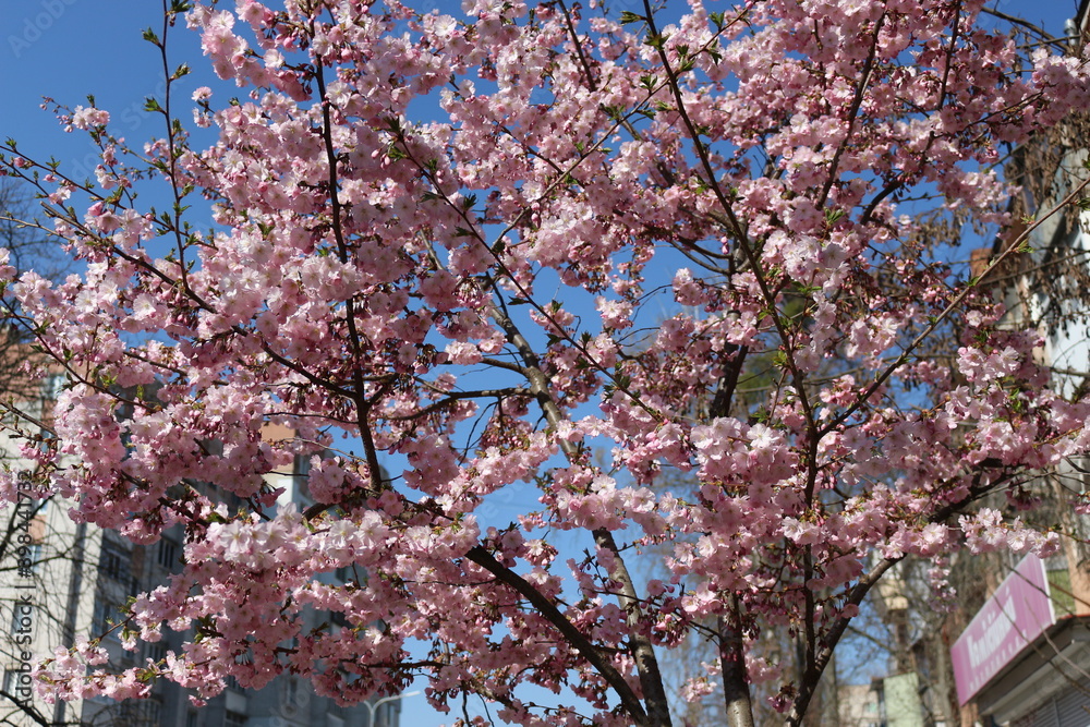 Fototapeta premium Many pink flowers bloomed on the sakura tree in the garden in the spring