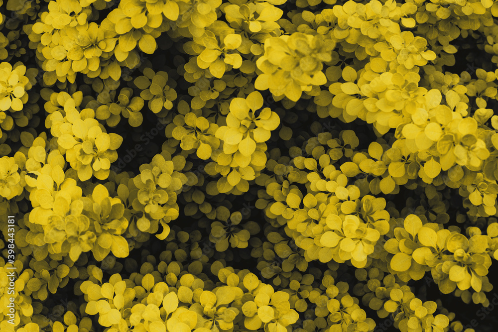 Fototapeta premium Yellow leaves of a plant on a dark background.