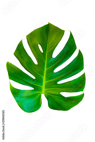 Most fresh Monstera leaves isolated, Swiss Cheese Plant, isolated on white background.