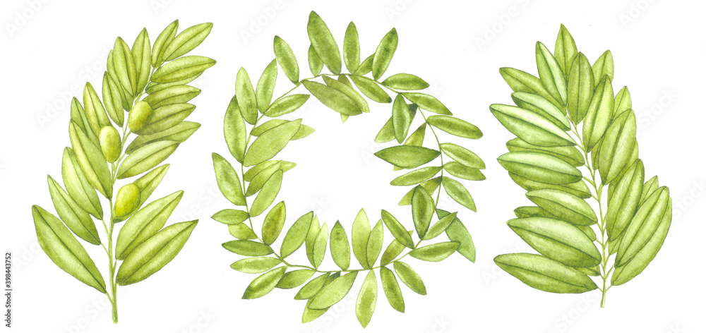 Watercolor olive branches set. Hand drawn branches of olive tree and ...