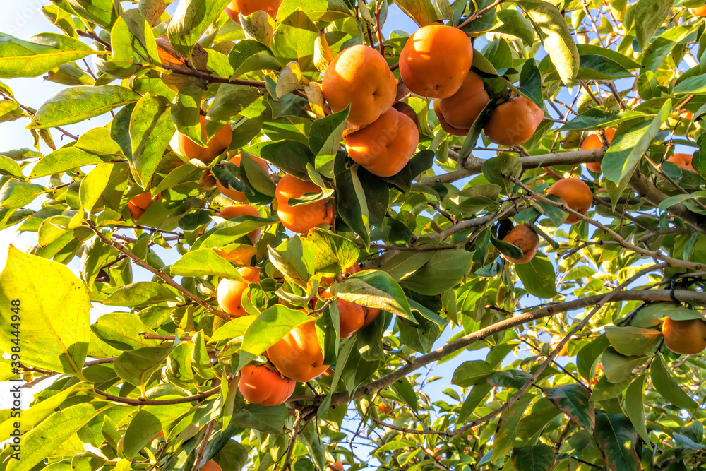 Ripe fruits of the persimmon tree hanging on the branches among the foliage. Israel