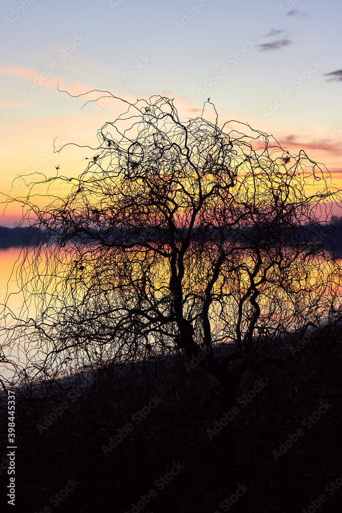 Silhouette of a willow tree without leaves on the river bank at autumn sunset