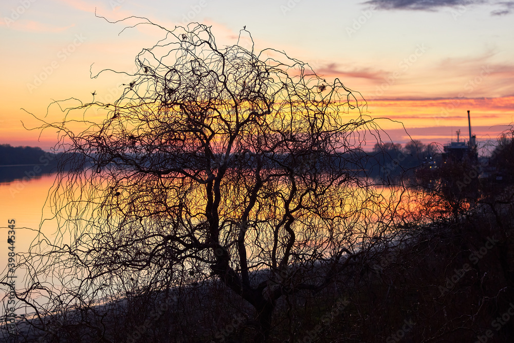 Silhouette of a willow tree without leaves on the river bank at autumn sunset