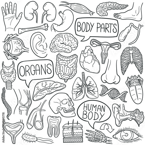 Human Body doodle icon set. Organs Vector illustration collection. Anatomy Banner Hand drawn Line art style.