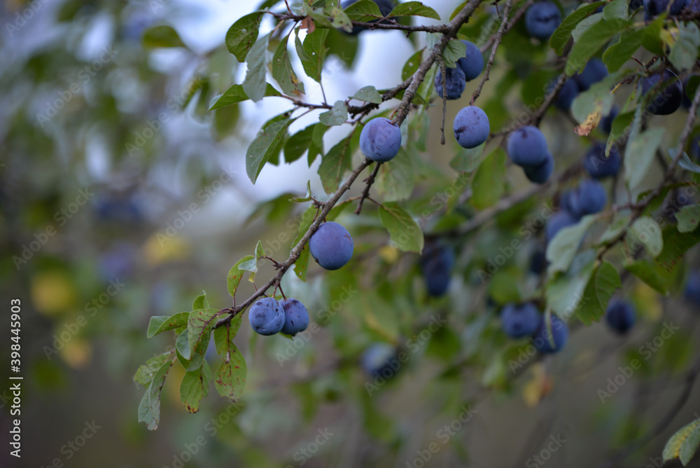 group of plums ripe in the orchard tree at dusk. Prunus domestica a tasty fruit group of plums ripe in the orchard tree at dusk. Prunus domestica a tasty fruit