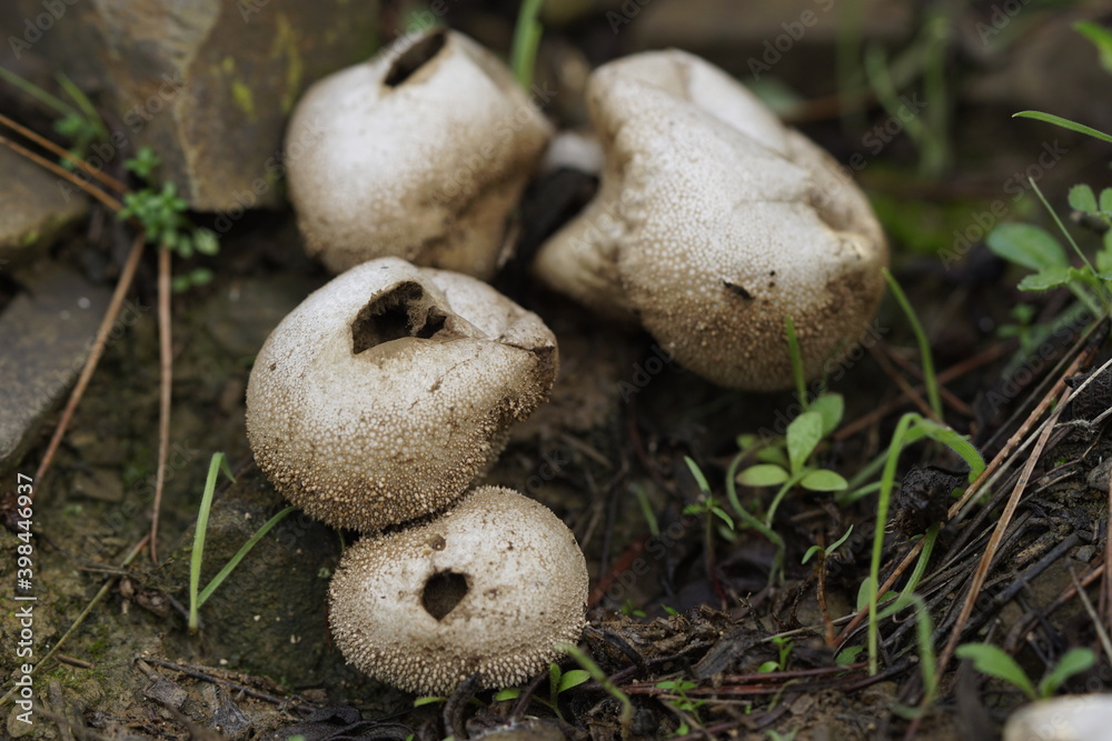 mushrooms mushrooms