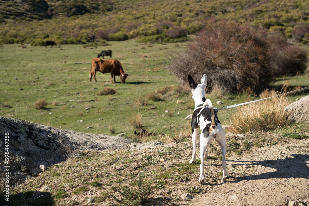 Fototapeta premium Beautiful shot of the grazing cattle on the grasses of Ambles Valley, Avila, Castile and Leon, Spain
