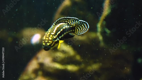 Close up of zebra fish swimming underwater. photo