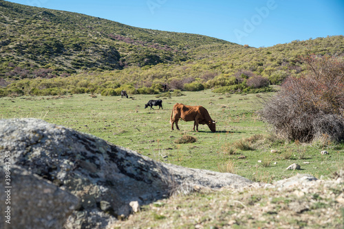 Beautiful shot of the grazing cattle on the grasses of Ambles Valley, Avila, Castile and Leon, Spain © fuen30