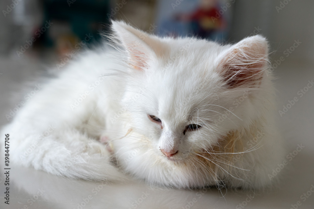 Sick little white kitten lying on floor with sad eyes