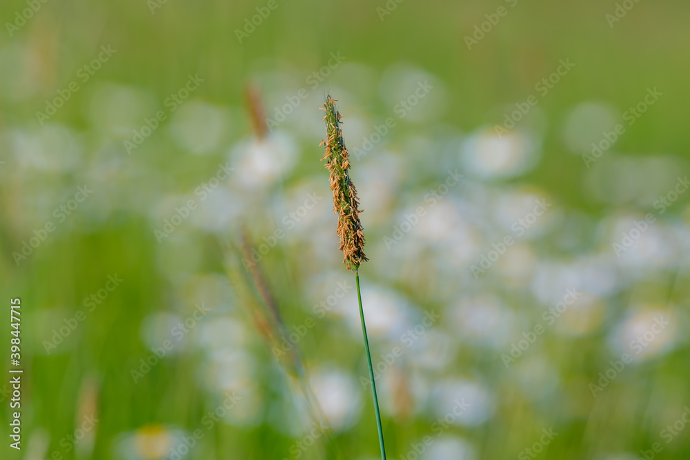 spring green grass on flowering meadow, shallow focus natural bokeh background, springtime backdrop or background
