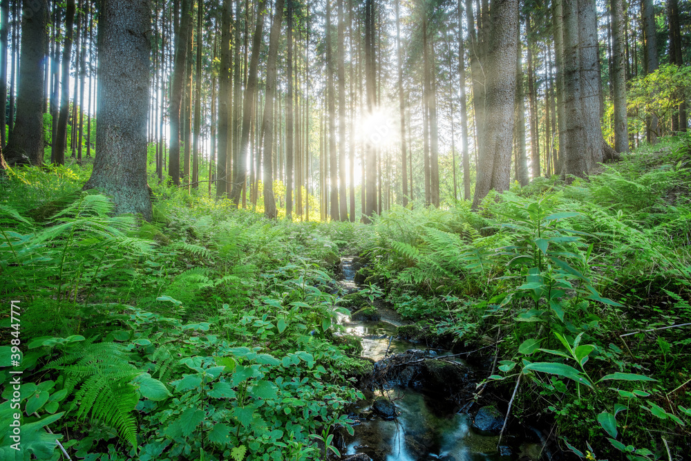 small mountain creek in a forest, spring natural scene with light leak and sun rays flare. Czech Republic, Vysocina highland wilderness small mountain creek in a forest, spring natural scene with light leak and sun rays flare. Czech Republic, Vysocina highland wilderness