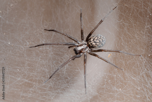 common, spider Liocranum rupicola,species of spider in the Liocranidae family. Found in Europe and Russia. Sprider waiting in web for victim- Macro shoot.
