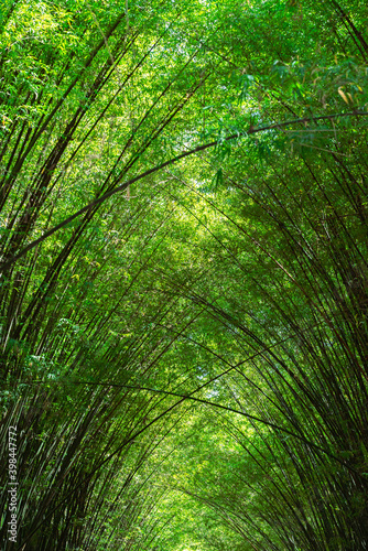 Green abstract of bamboo tunnel in sunny day