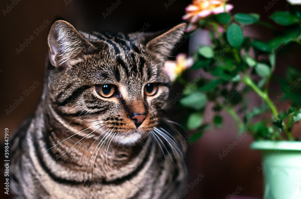 Fototapeta premium Young tabby cat close-up on a dark background.