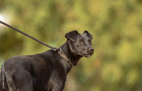 Black labrador mix breed dog on a choke leash, training and learning how to walk on a leash. Natural green background behind.