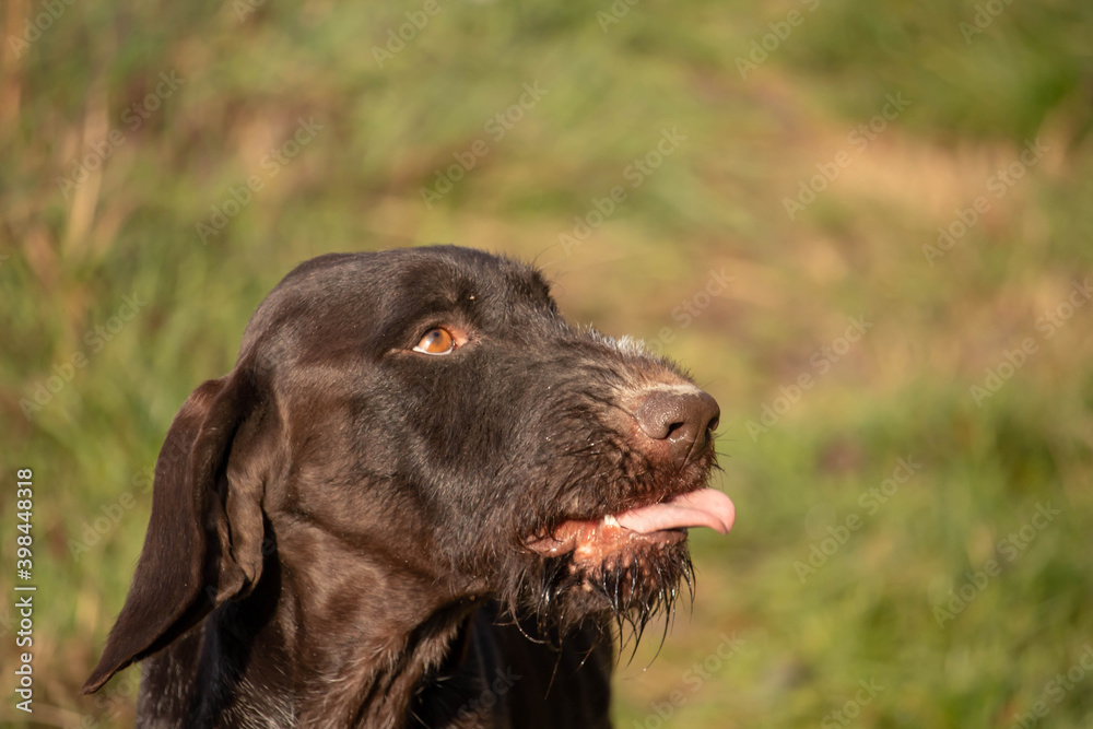 Working hunting dog short-haired German pointer, with hair on his chin, growling in nature, profile. Working hunting dog short-haired German pointer, with hair on his chin, growling in nature, profile.