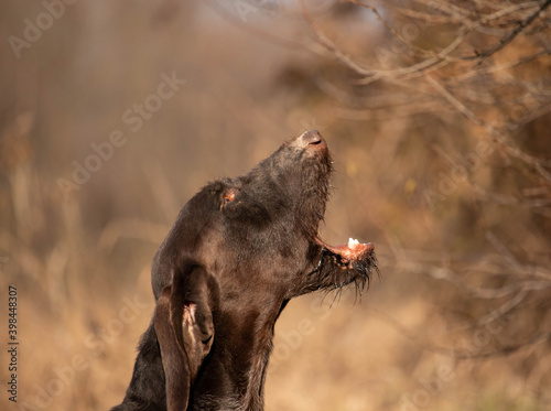 Working hunting dog short-haired German pointer, with hair on his chin, barking in the woods, profile.