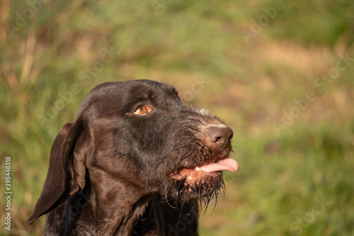 Working hunting dog short-haired German pointer, with hair on his chin, growling in nature, profile.