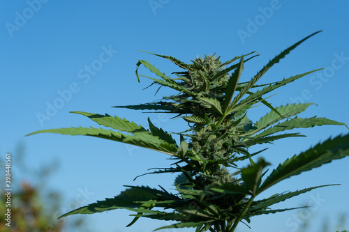 Planta de marijuana con fondo azul, cielo despejado, flores de cannabis y CBD medicinal, cosecha de exterior © Cairoseki