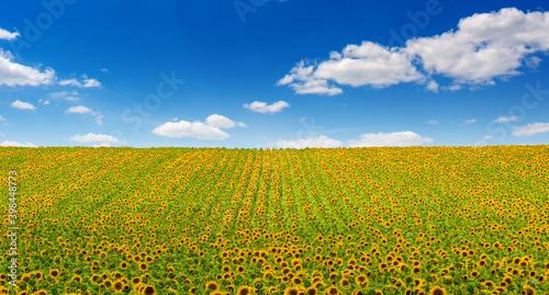 Photo of sunflower field with sky and clouds at summer