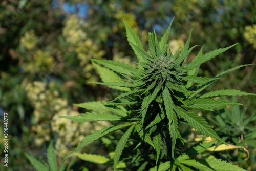  plantas de marihuana en el campo de cultivo de cannabis al aire libre. Plantas de cáñamo utilizadas para el CBD y la salud