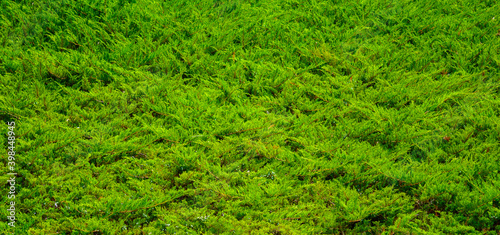 Photo of green bush texture in a park at summer