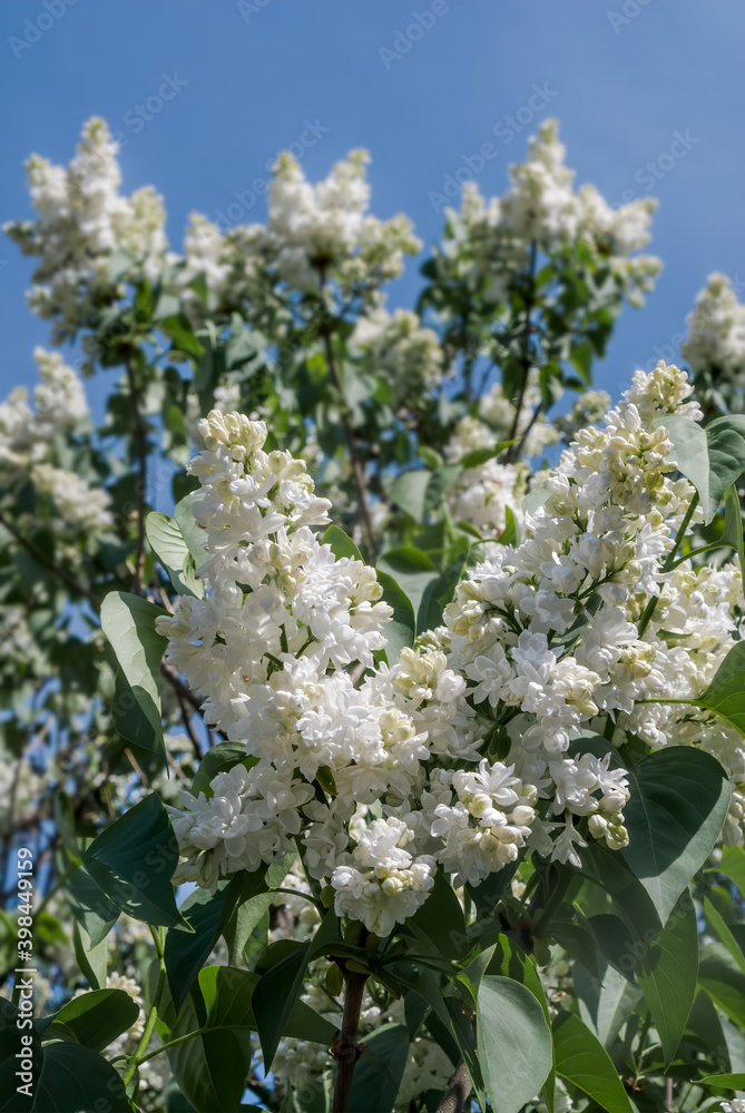 Common Lilac (Syringa vulgaris) in park, Central Russia