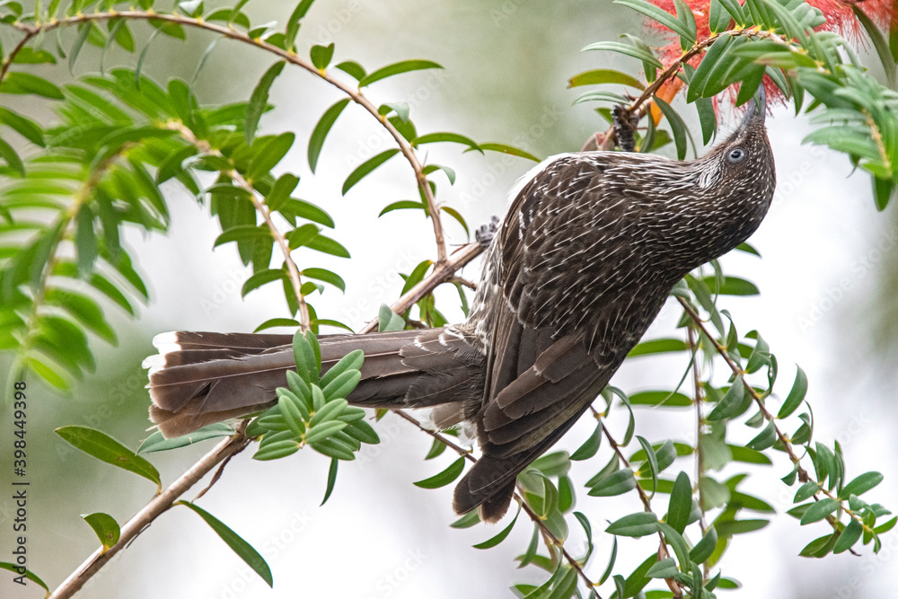 Fototapeta premium little wattle bird 