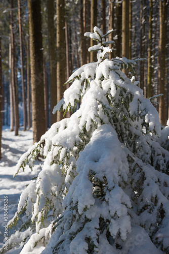 tiny snow covered fir tree in the wintry forest