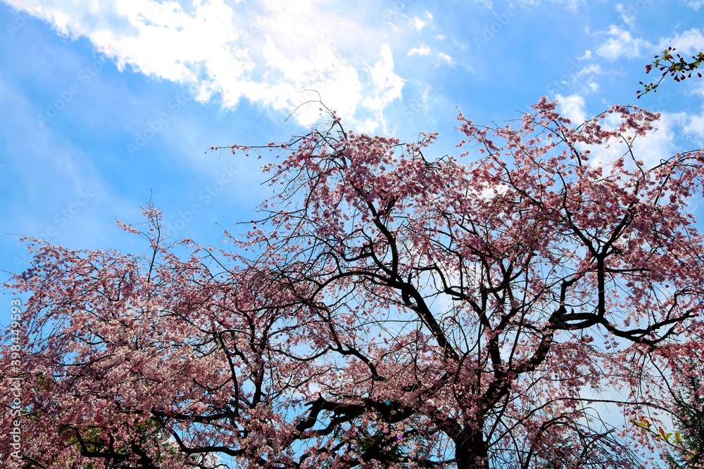 Naklejka premium 春 桜 青空 風景