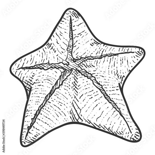 Vector Hand Drawn Sketch Starfish
