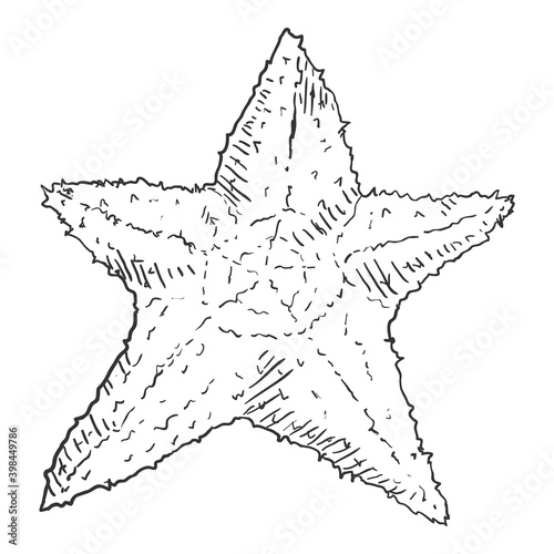 Vector Hand Drawn Sketch Starfish