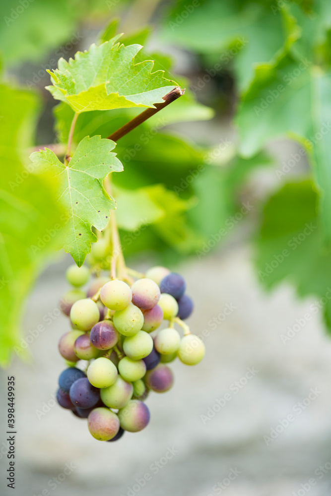 bunch of green and blue grapes hanging on twig. bunch of green and blue grapes hanging on twig.