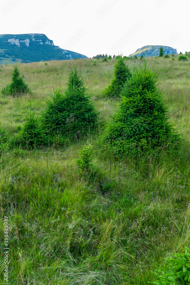 Beautiful evergreen pine trees in Bucegi Mountains, Bucegi National park