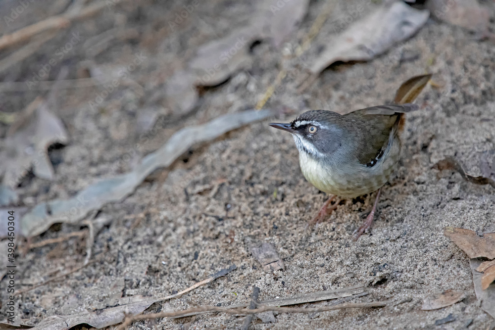 white browed scrubwren white browed scrubwren