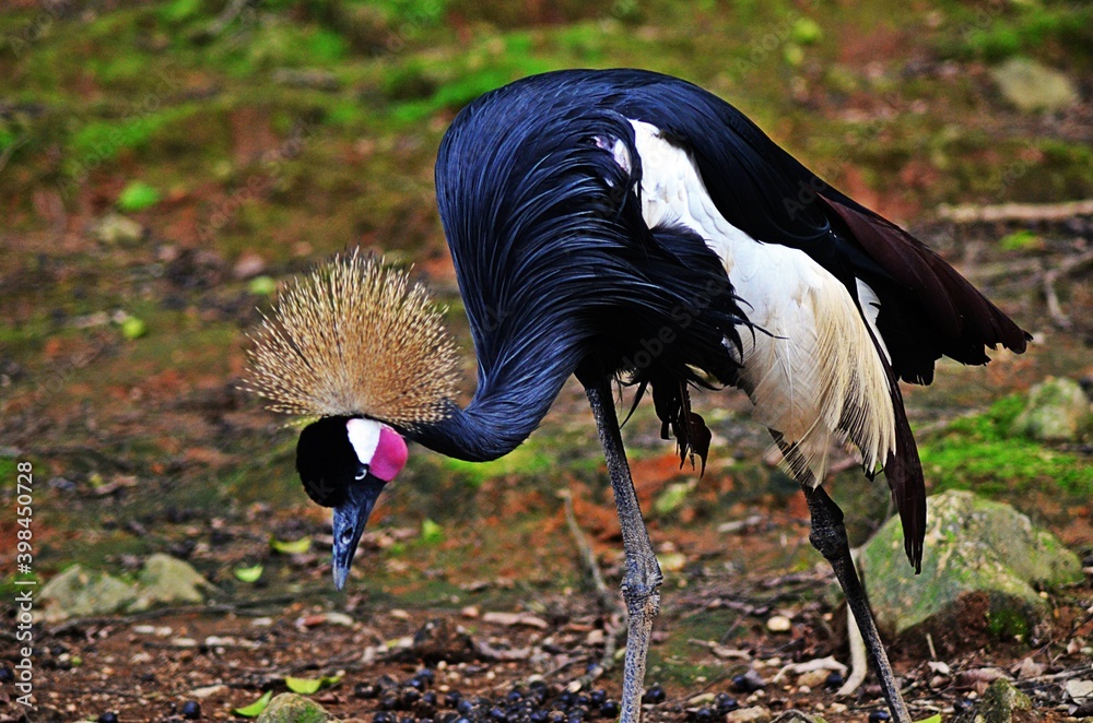 Naklejka premium crowned crane eating in the zoo