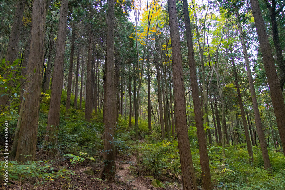 Obraz premium 森林