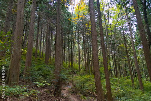 森林 © Takuya Okino