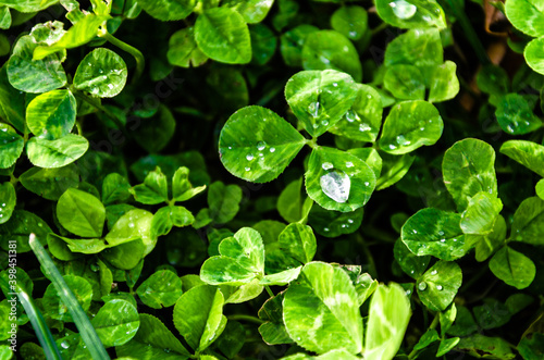 Top view of water drops on plant leaves
